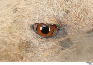 Striped Hyena Hyaena hyaena eye 0001.jpg